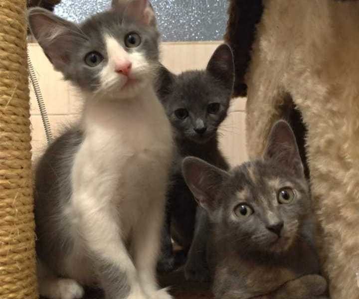 Três gatos olhando para a câmera